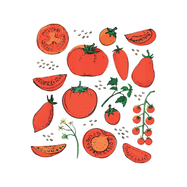 Vintage Red Tomatoes