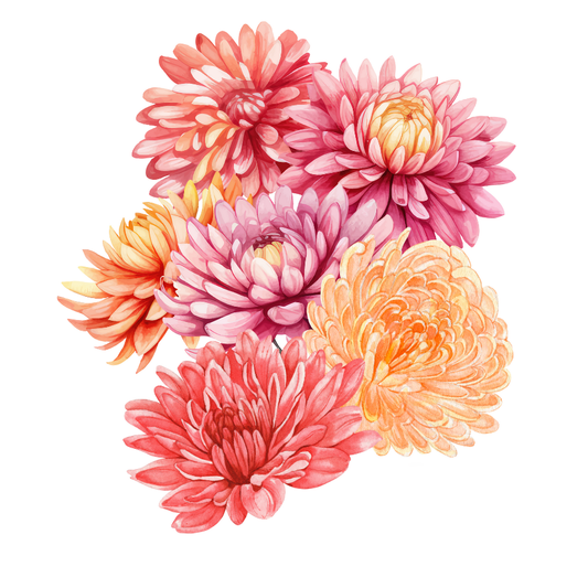 Chrysanthemums