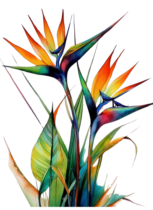 Birds of Paradise
